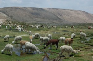 Dovolená Peru