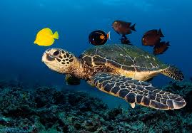 caretta