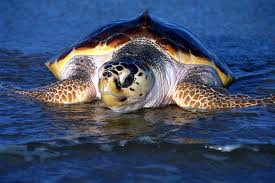 caretta_caretta