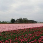 Hurá do Holandska – země sýrů, tulipánů i větrných mlýnů