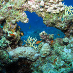 Korálové útesy si na své dovolené nenechte uniknout